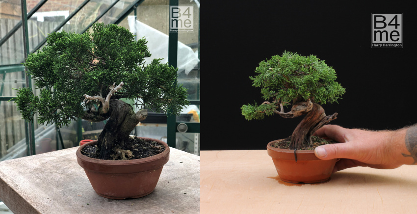itoigawa chinese juniper bonsai 